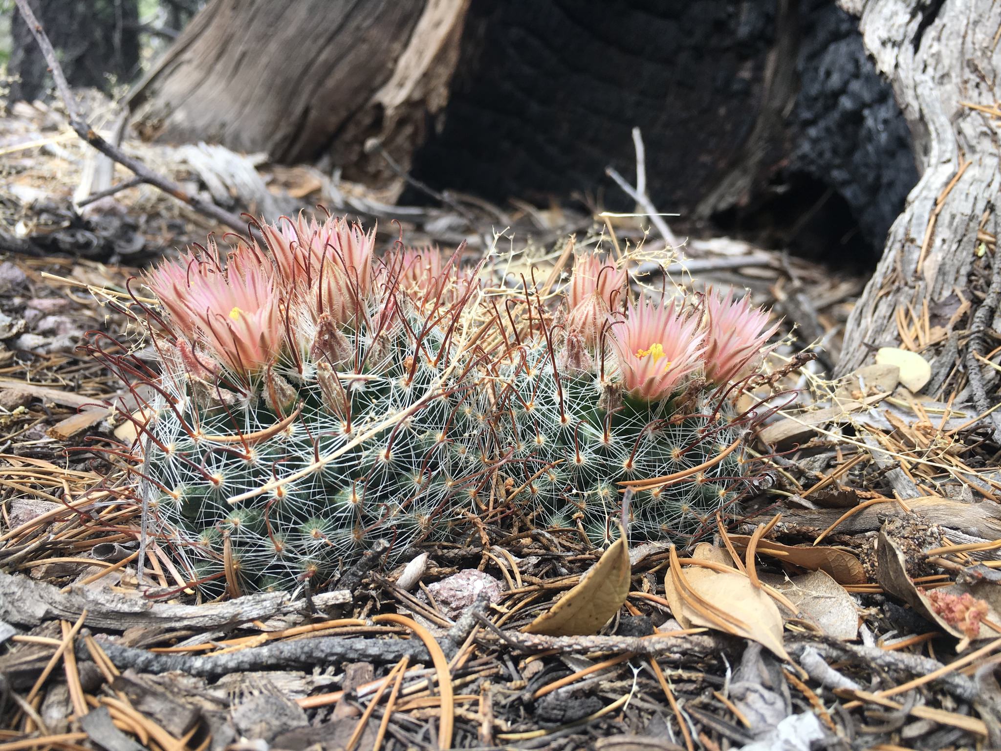 Mammillaria barbata